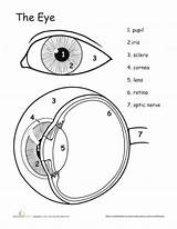 Grade Anatomia Ocular Olho Biology Sentidos Physiology Kinder Frisch Clases Sistemas Experiencias Auge Ciências Experiments sketch template