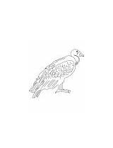 Bird Coloring Flying Largest Land Condor California sketch template