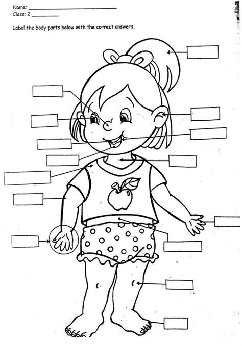 body parts coloring page  preschool  wallpaper
