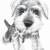 Schnauzer Coloring Pages Dog Portraits Applique Drawing Adult Miniature Kids Society6 sketch template