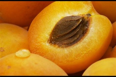 apricot kernel nutrition facts health benefits  side effects