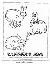 Hare Arctic Snowshoe Designlooter Rabbit sketch template