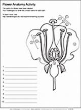 Flower Coloring Anatomy Worksheet Asu Plant Biologist Ask Askabiologist Worksheets Pages Science Edu Biology Activities Structure Pdf Color Human Activity sketch template