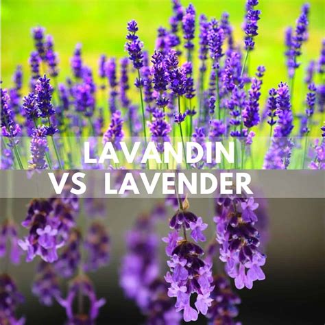 lavandin  lavender find   differences simplybeyondherbs