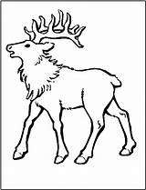 Coloring Elk Rocky Mountain Library Clipart sketch template