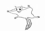 Flying Squirrel Easy sketch template