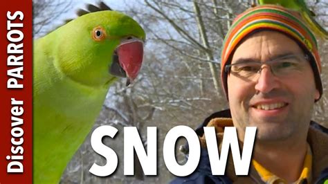 parrots   snow discover parrots youtube