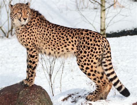 cheetah beekse bergen img safi kok flickr