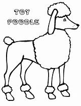 Poodle Coloring Pages Toy Printable Clipart Poodles Cartoon Template Tall Drawing Colouring Line Draw Drawn Size Getcolorings Library Print Collection sketch template