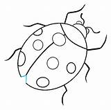 Ladybug Draw Drawing Easy Line Beetle Step Shell Lines sketch template