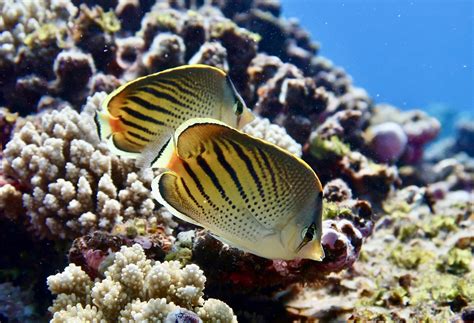 loss  picky eating fish threatens coral reef food webs ut news