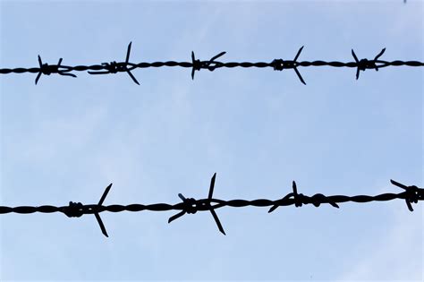 barbed wire   photo