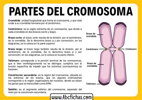 Partes Del Cromosoma Abc Fichas