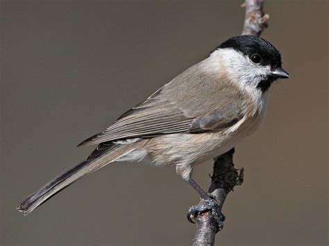 pin on bird species