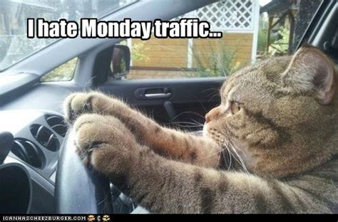 hate monday traffic lolcats lol cat memes