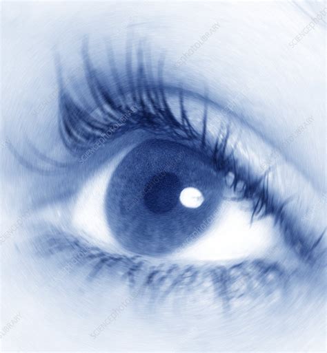 woman s eye stock image p420 0617 science photo library