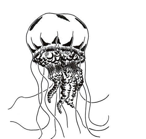 jellyfish drawing clipart