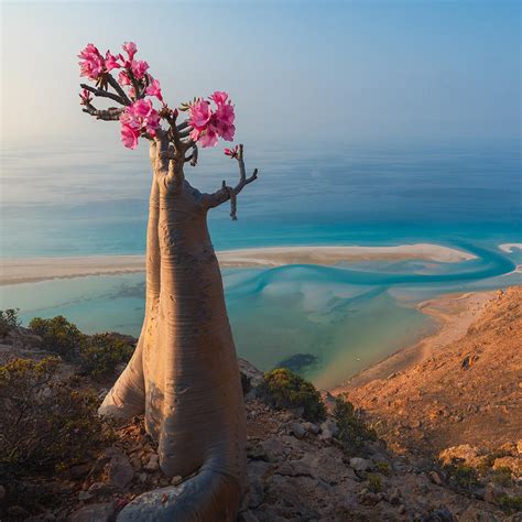 A Desert Rose In Yemen In The Background The Arabic Sea [oc