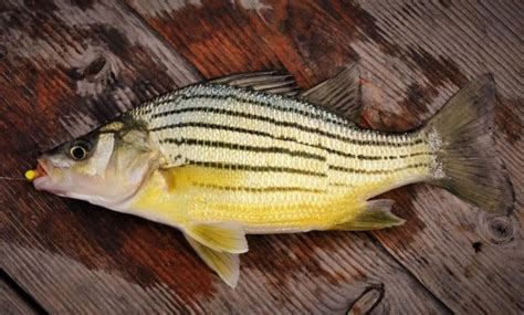 The Different Types Of Bass A Comprehensive Guide