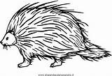 Istrice Stachelschwein Porcupine Porcospino Disegno Animali Verschiedene Porcospini Ausmalen Malvorlage Kategorien Disegnidacoloraregratis sketch template