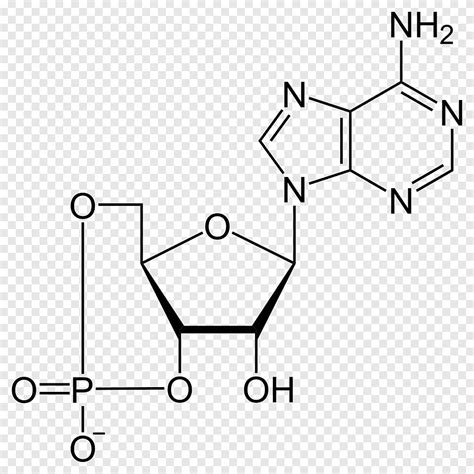 cyclic adenosine monophosphate adenosine triphosphate nang luong lien ket hoa hoc nang luong