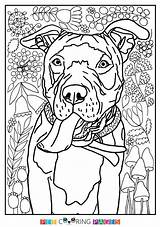Coloring Pitbull Pages Bull Terrier Pit Line Adult Puppy Drawing Getdrawings Printable American Getcolorings Cute Dog Color Colorings Choose Board sketch template