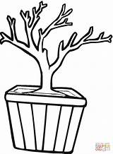 Tree Coloring Trunk Bonsai Drawing Pot Clipart Pages Branch Outline Template Trunks Cliparts Printable Kids Clipartbest Good Color Clip 1200px sketch template