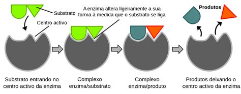 Figura 1 Esquema Da Actividade Enzimática