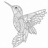Colibri Colorear Malvorlagen Adulte Pajaros Kolibri Hummingbird Ausmalen Colibrí Humming Aves Dschungel Mosaik Coloration Colibris Oiseaux Vogel Arte Colouring Erwachsene sketch template