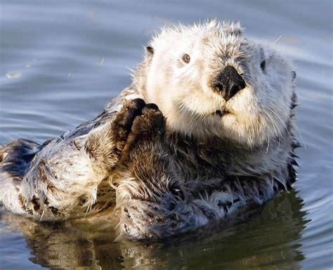 Unprecedented Number Of Sea Otter Deaths Along California