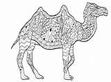 Erwachsene Chameau Camellos Coloriage Camels Cammelli Kamele Dromedare Dromedarios Chameaux Dromadaires Dromedari Colorare Motifs Adultos Malbuch Adulti Justcolor Coloriages Adultes sketch template