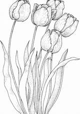 Drawing Tulips Pencil Tulip Coloring Flowers Pages Beautiful Getdrawings sketch template