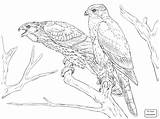 Coloring Falcon Pages Getdrawings sketch template