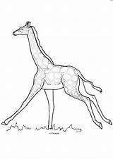 Giraffa Giraffe Stampare Pianetabambini Singolarmente Versione sketch template