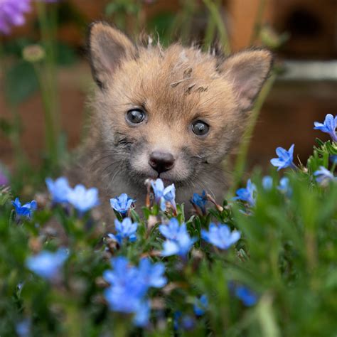 fox cub playing  flowers reverythingfoxes