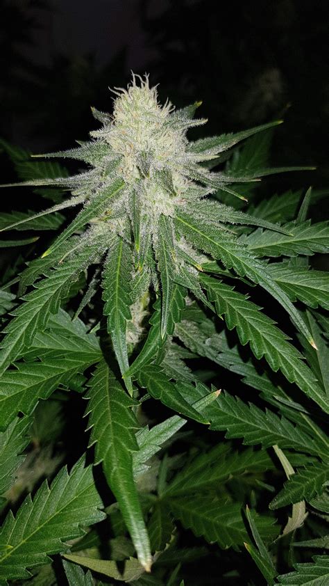 female seeds sexbud grow journal week12 by oyziphar growdiaries