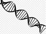 Dna Helix Clip Molecular Double Nucleic Adn Acid Models sketch template