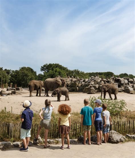 safaripark beekse bergen holiday park jahreskarte