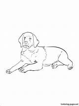 Labrador Coloring Retriever Designlooter 51kb 750px sketch template