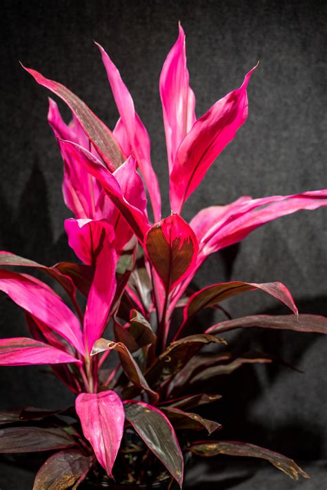 cordyline fruticosa red sister ti plant cordyline terminalis dracaena terminalis  pot