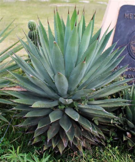 agave slow growing answereco