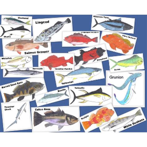 aware fish identification specialty