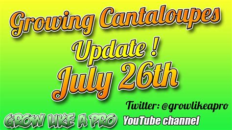 grow cantaloupes  seeds july  update youtube