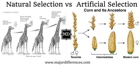 differences  natural selection  artificial selection