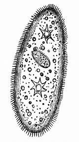 Paramecium Protists Protista Organisms Celled Nearly Slipper Usf sketch template