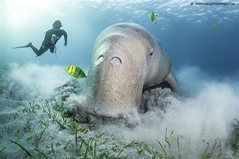 dugong    single breathunderwater photography guide