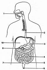 Digestive System Diagram Blank Kids Template sketch template