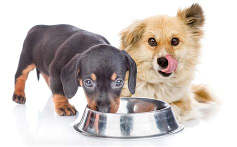 dogs dont chew food   health issues  dental problems