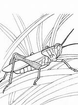 Sprinkhaan Heuschrecke Grasshopper Sprinkhanen Malvorlage Stemmen Ausmalbild sketch template
