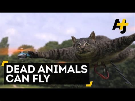 lingvistica medical nastere turn  dead cat   drone de incredere selectie comuna moale